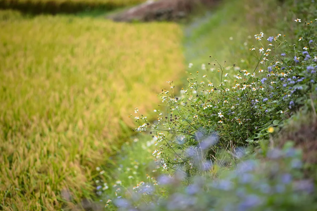 稻田邊的花草與秋日稻浪